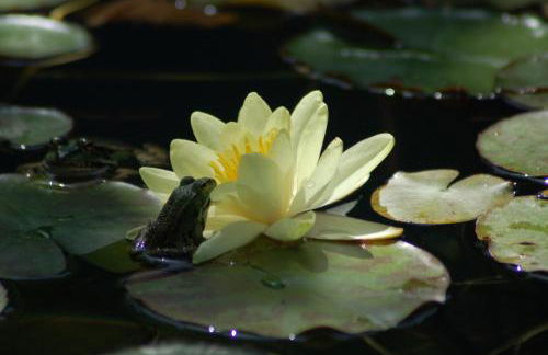 Egesta, villa with private pool - Foto 50