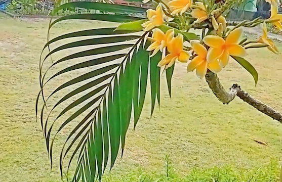 Island Garden Huts & Yoga Shala - Foto 44