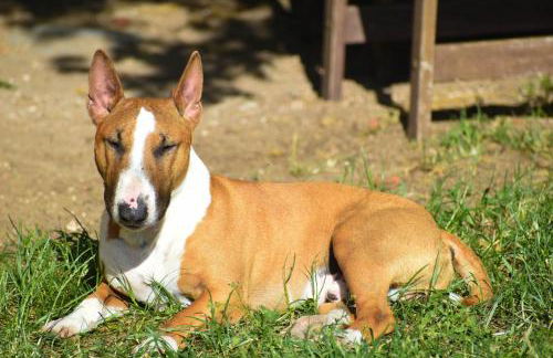 Ferienwohnung auf Pferdehof - Foto 32