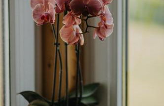 Haus Bergfrieden - Foto 36