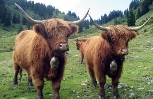 Ferienhaus Bausch - Photo 28