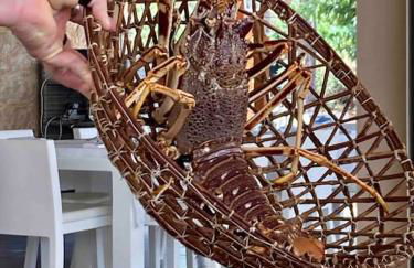 Vignarella meublé de tourisme classé 5 étoiles avec terrasse - Foto 14