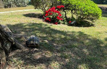 Villetta con giardino sulla Spiaggia della Pelosa - Foto 32