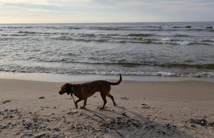 Apartamenty Morze Wygody - Foto 13