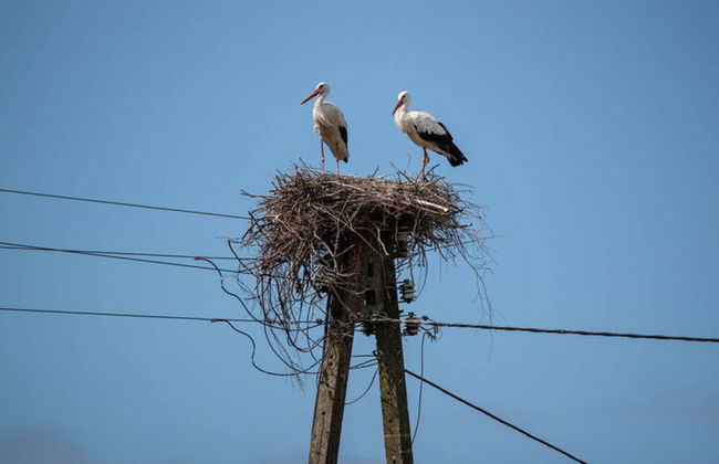 Summer House in Dabrowa by the Sea - Photo 16