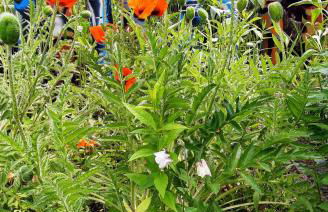 Ferienhaus am Kamskefliess - Foto 25