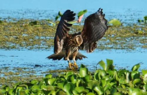 FunTropicalTinyHomeGolfCartLake - Foto 36