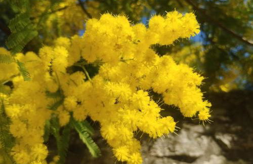 Mas de la Chapelle Sainte-Elisabeth - Foto 29