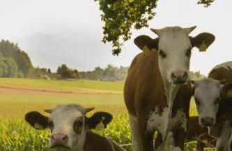 Ferienhaus Axmann - Foto 9