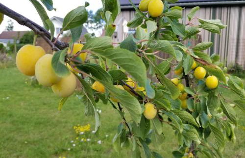 Haus am See - Foto 8