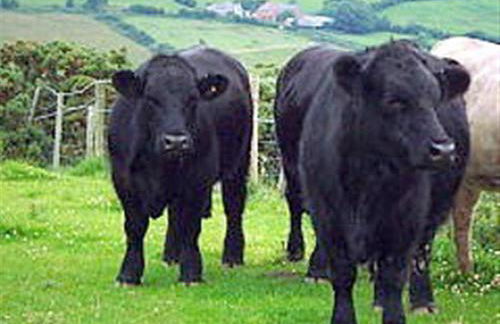 1 Bed in Abergele oc-wag502 - Photo 17