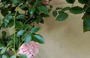 Charming Garden Flat - Foto 12