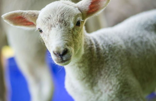 Apartment in a Wooded Area on Lake Faak - Foto 12