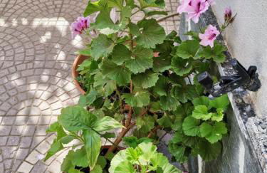 Casa di Genni - Foto 13