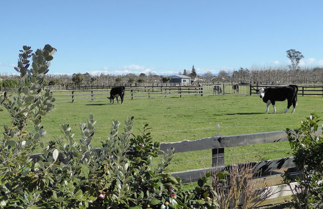Cottages on St Andrews - Foto 56