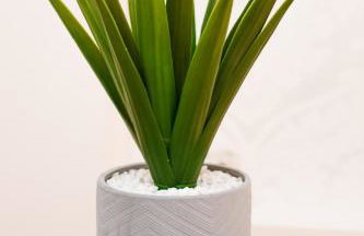 Villa Plaža - Foto 17