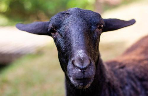 Polo Hotel Fazenda - Foto 78