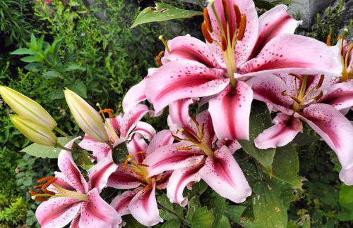 Gemütliche Ferienwohnung in Agra - Foto 25