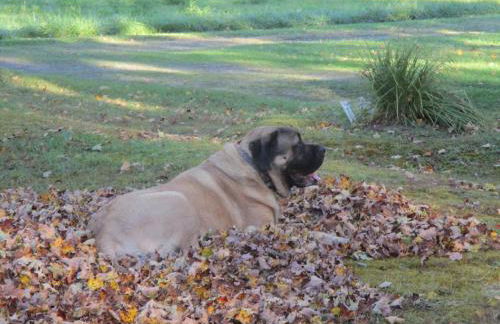 Historic cabin off I-77, views, antiques, Wi-fi, wonderful experience for 2! - Foto 55