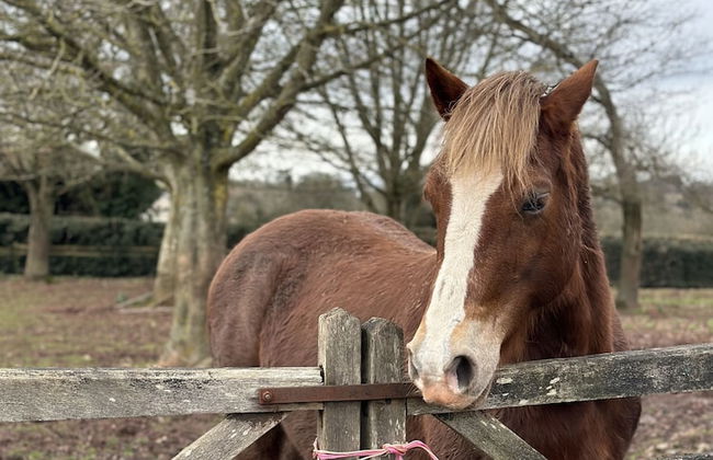 Charming 1-bed Apartment in Hereford - Foto 12