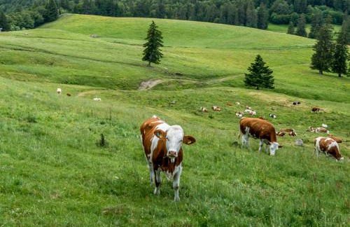 FEWO 2 Panoramablick - NEU incl 3-WeltenCard mit 140 kostenlosen Attraktionen - Foto 32