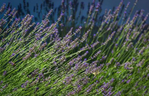 Villa R&B heated pool - Photo 44