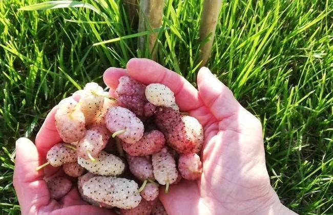 Agriturismo Masseria Cannella - Foto 23