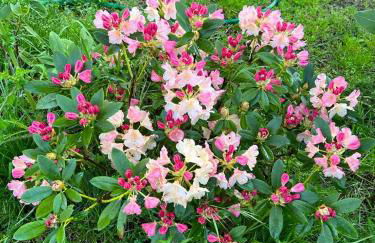 La Casa Dei Fiori - Foto 18