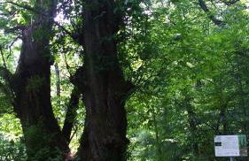 Casa del Castagno - Foto 28