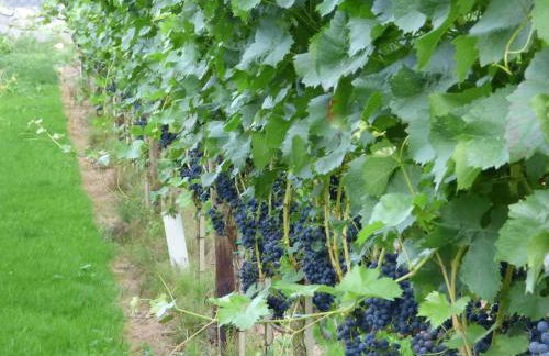 Relaxen im Weindorf Mayschoß Fewo 1 - Foto 15