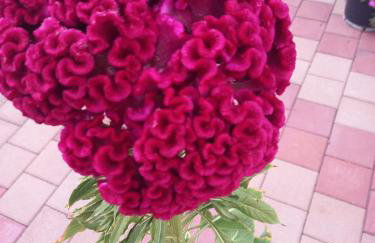 XxL Ana Biograd na Moru do 22 gosta - Foto 79