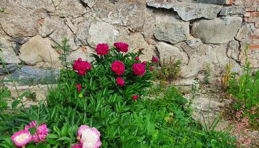 Gandelinka Park Kędrzyno - Foto 3, Garden