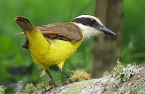 Passarinhada Hospedagem - Foto 64