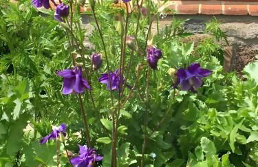 Ferienhaus Wichmannsdorf - Foto 27