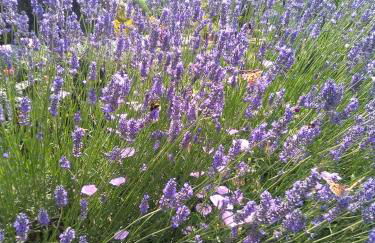 Agriturismo San Giacomo - Foto 11