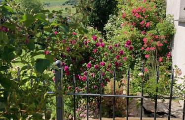 Ferienwohnung Päusken mit Rosengarten im Hochsauerland - Foto 15