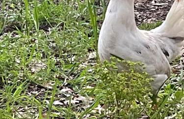 Le Mas de Cocody - Foto 18