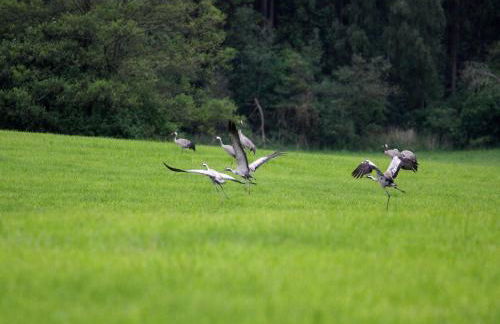 Reihenhaus am Gardersee - Foto 77