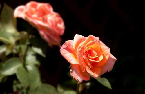 Peaceful Historic Villa with Hot Tub & Pool near Downtown Nashville, Tennessee - Photo 65