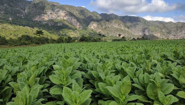 Learn how tobacco is harvested and processed