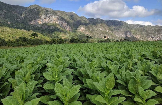 Viñales Tobacco Tour - Photo 2