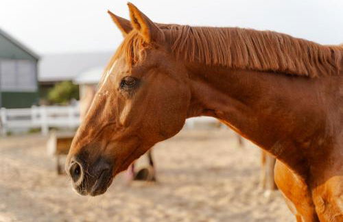 Reethaus 4B - Foto 40