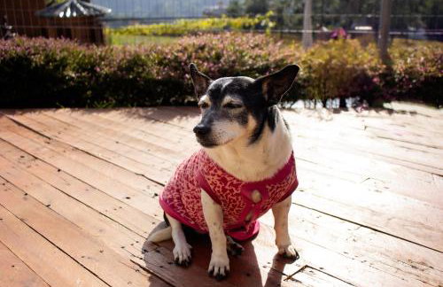 Pousada Bella Vista - no coração do Vale dos Vinhedos - Foto 54