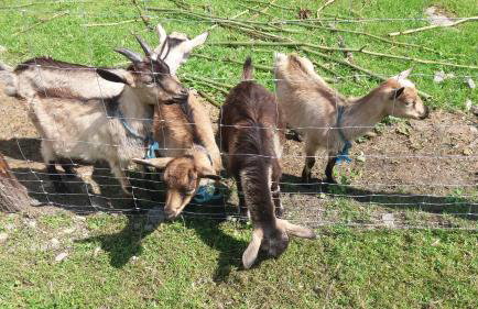 Agroturystyka,, Ranczo Kruszynki" - Foto 37