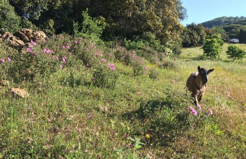 Nocini di Maremma - Photo 17