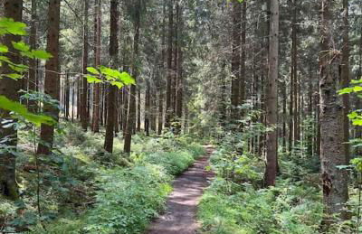 Ferienwohnung Waldblick - Foto 40