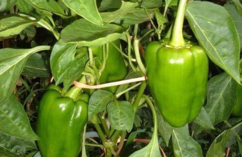 Agriturismo Santa Lucia - Foto 63