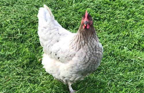 Llys Onnen - North Wales Holiday Cottage - Foto 26