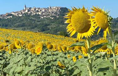 Colle Costanza - Foto 26