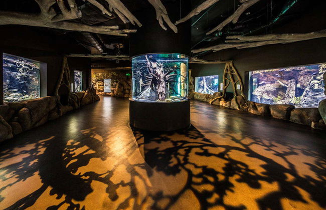 Entrada al Acuario de Cairns - Foto 7